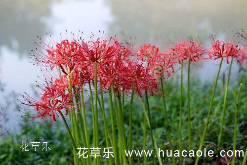 男人吃榴莲亚洲一二三区mv中文字幕，挑战味蕾的勇士之旅