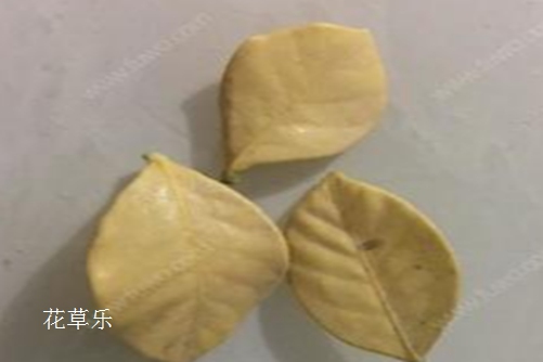 图丽老镜头人妻无码一区页二区页三页，时光的见证者，摄影的艺术灵魂