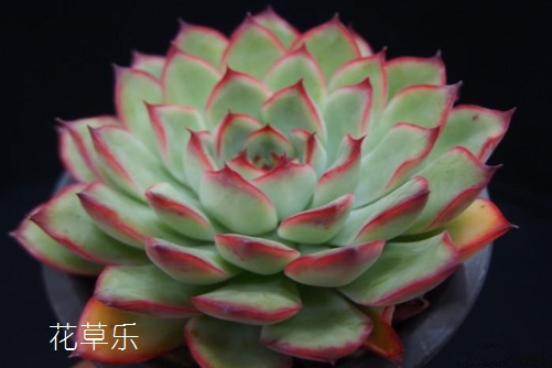 小孩喝红糖水成人片黄网站a片免费，甜蜜的传统，健康的秘密